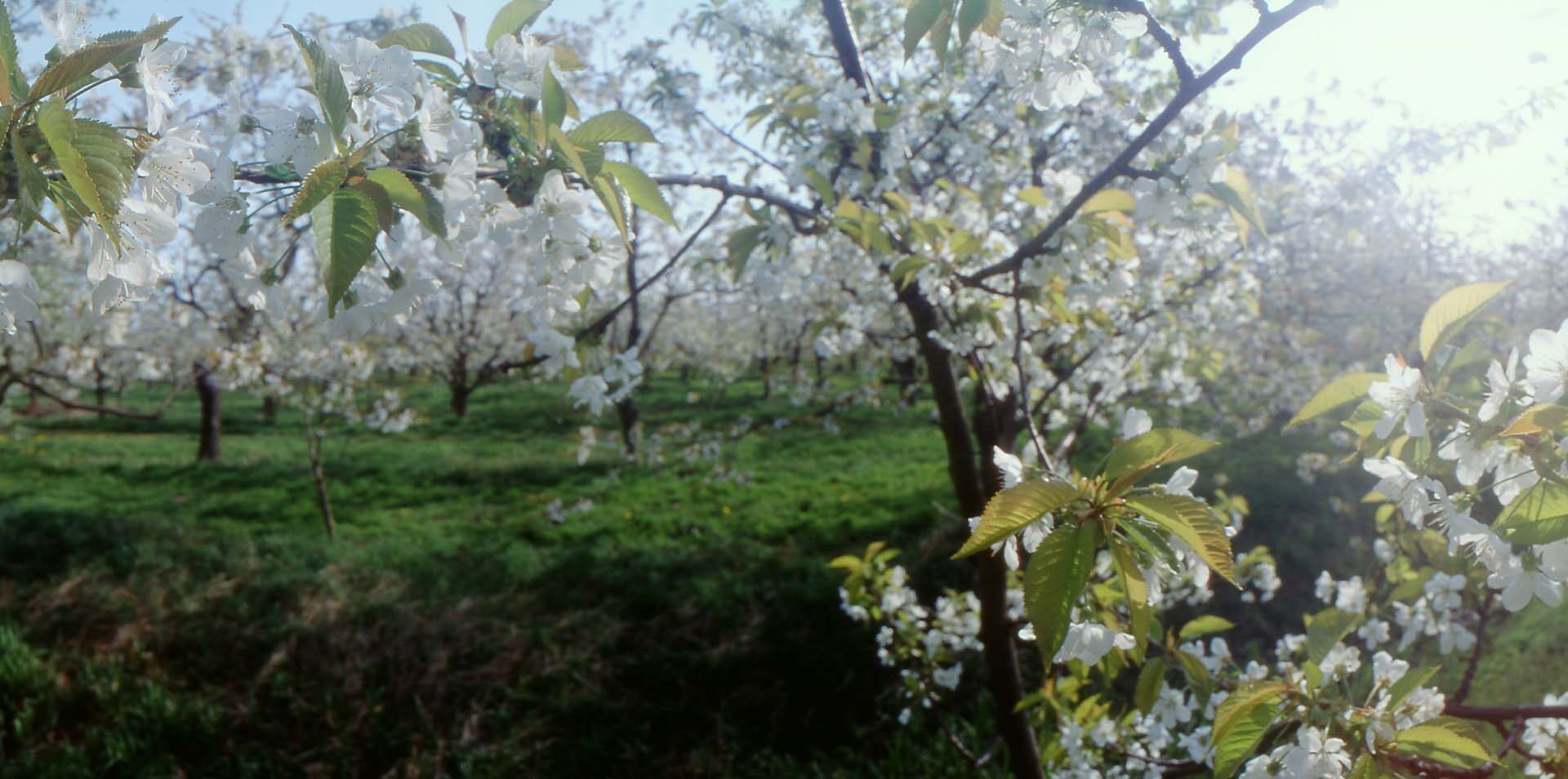 Apfelblüte, Airbus und alte Kutter